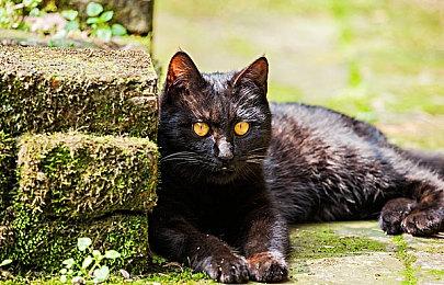 《饿殍：明末千里行》日配正式实装 知名声优钉宫理惠出演女主